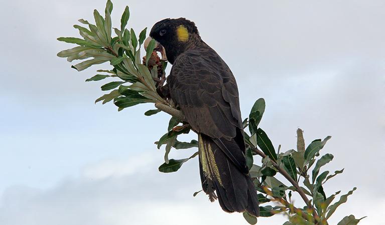 Black Cockatoo Cottages Yanakie Extérieur photo